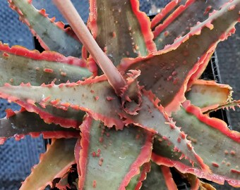 Hybrid Aloe 'Vampire's Kiss'- NEW Steve Super Gardens introduction