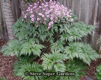 Geranium maderense.  GIANT geranium from the Canary Islands