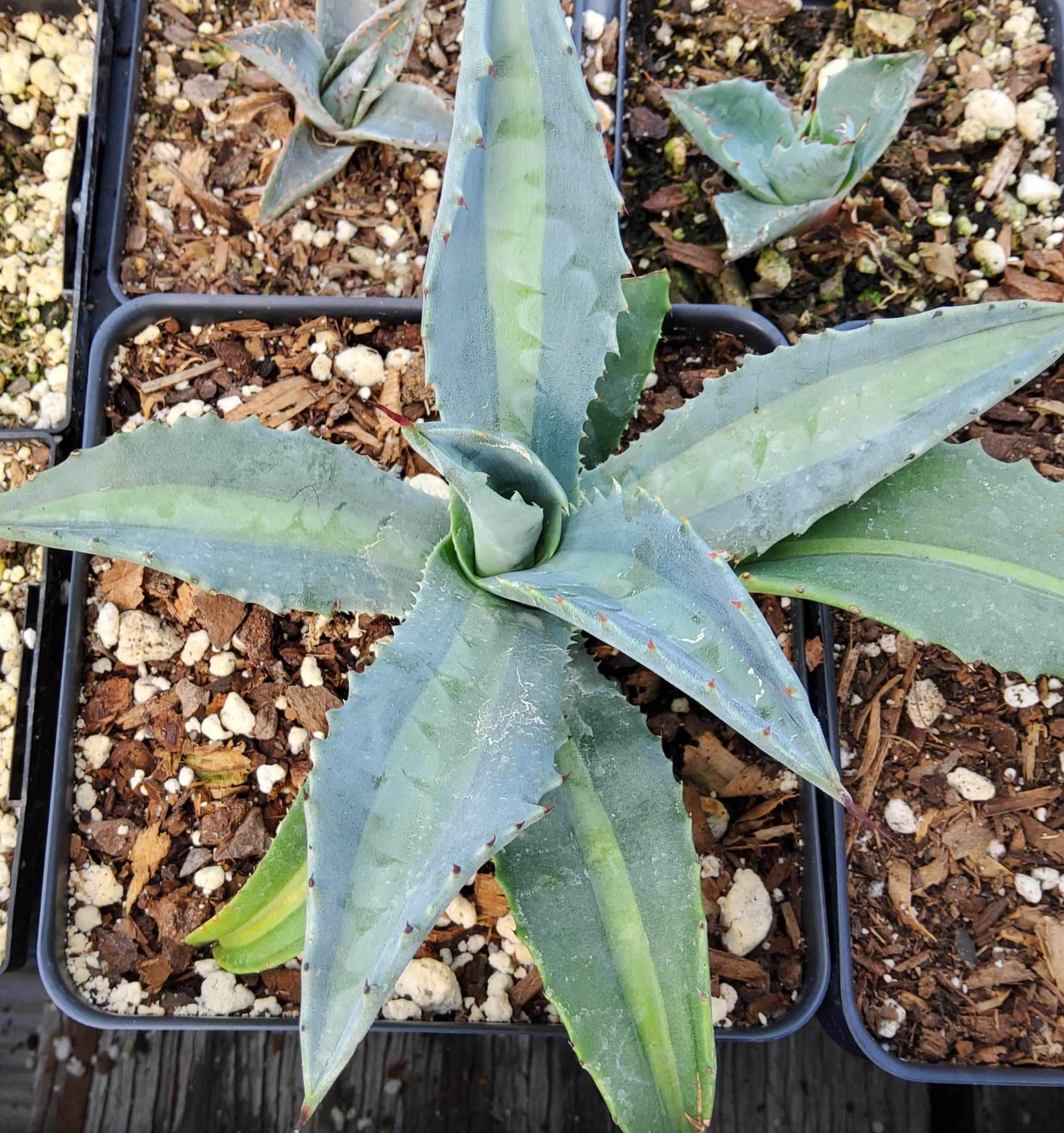 Agave americana var. protoamericana 'Funky Toes' アガベ プロト