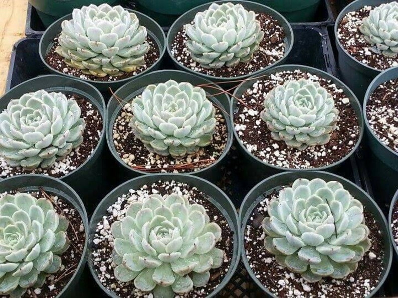 Echeveria elegans /'Mexican Snowball/'