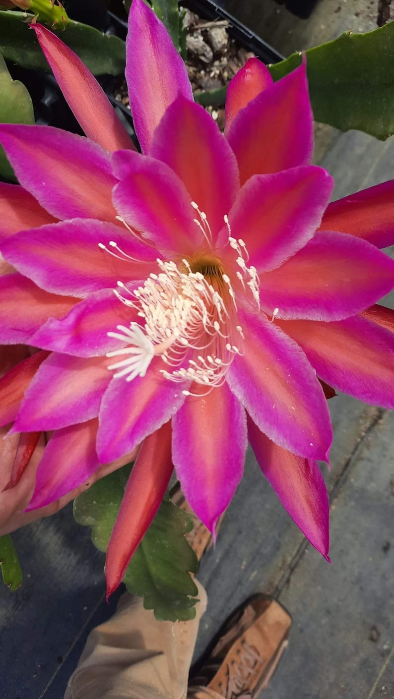 Epiphyllum cactus