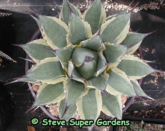 Agave applanata 'Cream Spike'