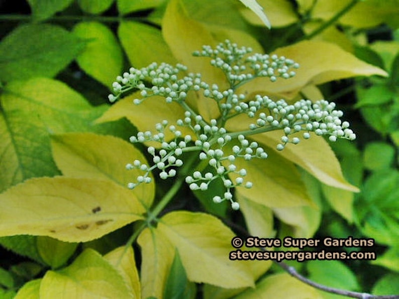 Sambucus nigra 'Aurea' Chartreuse Black Elderberry Beautiful and hardy image 3