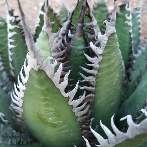 Dyckia Hybrid 'arizona' X ('keswick' X 'paylen') . Two Heads