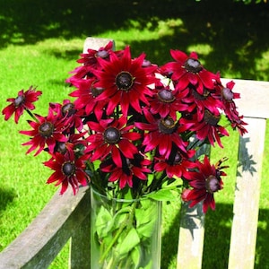 May include: A bouquet of dark red coneflowers with black centers in a clear glass vase. The flowers are arranged on a wooden bench with a green lawn in the background. The petals are a deep burgundy color.