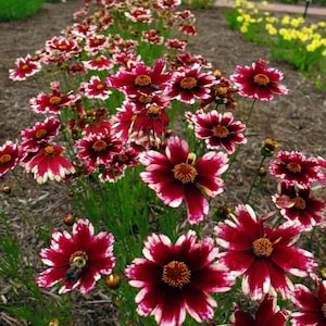 Puede incluir: Un parterre de jardín vibrante lleno de flores de Coreopsis. Las flores tienen pétalos de color burdeos oscuro con bordes blancos y centros dorados. El follaje verde rodea las flores, creando una exhibición colorida.