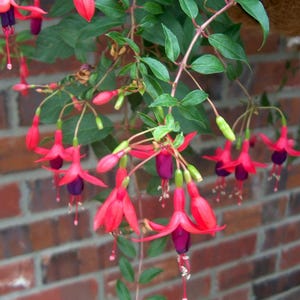 May include: A hanging fuchsia plant featuring numerous pendulous flowers with vibrant pink sepals and deep purple petals. The plant has green leaves and several unopened flower buds, with thin stems extending from a brown basket structure.