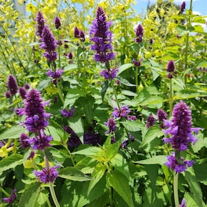 Puede incluir: Primer plano de espigas de flores moradas con pequeñas flores moradas oscuras. Las flores están rodeadas de hojas verdes y flores amarillas en el fondo. La imagen está tomada al aire libre con luz natural.