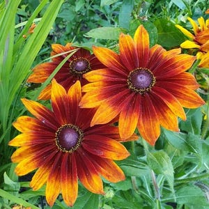 May include: Close-up of vibrant Black-Eyed Susan flowers. The petals transition from a deep burgundy at the center to a bright yellow-orange at the tips. The flowers are surrounded by lush green foliage, creating a striking contrast.