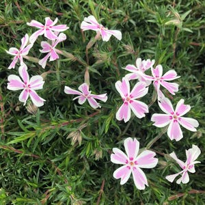 May include: Close-up of vibrant pink and white striped flowers with five petals each, set against a backdrop of lush green foliage. The flowers have a star-like shape and are in full bloom, creating a colorful display.