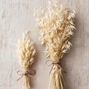 Getrocknetes Wildhaferbündel – Natürliche Avena Sativa-Stängel für rustikale Boho-Hochzeitsdeko