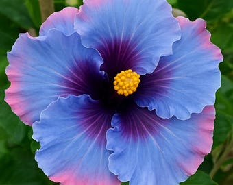 巨大な紫色のハイビスカス 20粒 | 大胆な熱帯の多年草 | 受粉者に