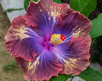 巨大な紫色のハイビスカス 20粒 | 大胆な熱帯の多年草 | 受粉者に