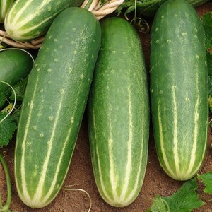 May include: Close-up of several fresh cucumbers, showcasing their vibrant green skin with light yellow stripes. The cucumbers are elongated and have a slightly bumpy texture. Yellow flowers and green leaves are also visible, suggesting a garden setting.