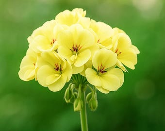 希少な黄色のゼラニウム 10粒 | 育てやすい多年草 | 明るいコテージ