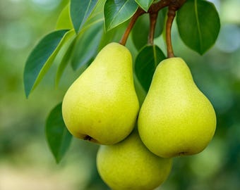 10 European Pear Tree Seeds: Hardy Fruit Tree, Fragrant Spring Blossoms