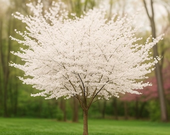Yoshino Cherry Tree 5 Seeds: Fragrant Pink Sakura, Hardy Garden Plant