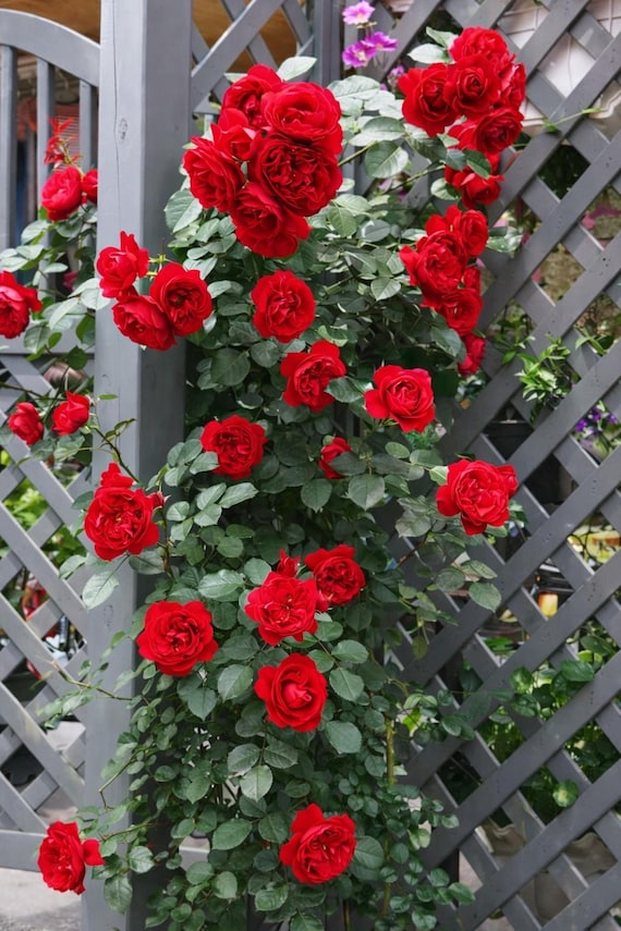 20 Cherry Red Rare Climbing Rose Seeds - Exotic Climber Rose Bud Flower,  Garden - Etsy
