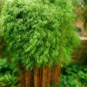May include: A lush bamboo plant with vibrant green leaves and slender, reddish-brown stalks. The dense foliage creates a full, textured appearance, ideal for landscaping or adding a natural element to any space. The image is a close-up of the plant.