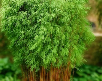 Huge Dragon Bamboo Seeds Plant Dendrocalamus Sinicus - 50pcs Bamboo Seeds  (#0588) - Etsy