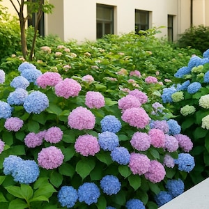 May include: A vibrant garden bed filled with lush hydrangea bushes. The flowers display a mix of colors, including light blue, pink, and white, set against a backdrop of green foliage. The scene is illuminated by natural light.