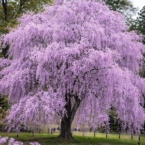 Op de afbeelding: Een grote treurkers in volle bloei, met trapsgewijze takken vol delicate, lichtpaarse bloesems. De boom staat in een grasveld, omringd door andere bomen en een lage omheining.