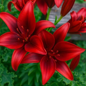 20 Deep Red Lily Seeds - Rare Exotic Flower, Large Bloom Garden Plant,  Perennial