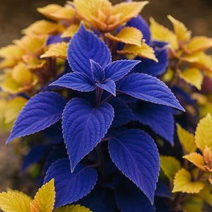 Blue Coleus 25 Seeds , Rare Ornamental Foliage Plant , Colorful Shade Garden Variety , Easy Grow Plant Seeds