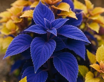 Blue Coleus 25 nasion: rzadkie ozdobne liście, kolorowa roślina cieniolubna
