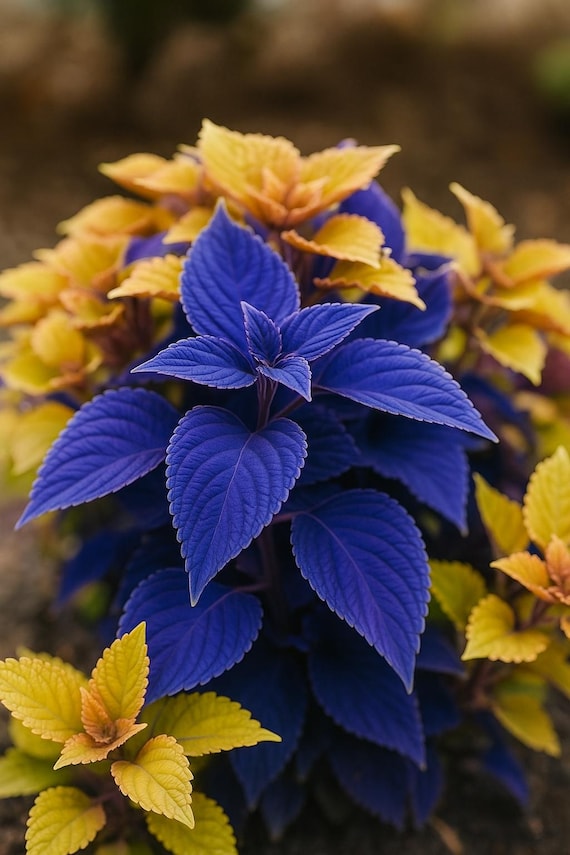 Blue Coleus 25 Seeds: Rare Ornamental Foliage, Colorful Shade Plant