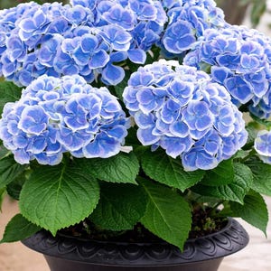Op de afbeelding: Een hortensia in pot met grote trossen blauwe en witte bloemen. De bloemen hebben een levendig kleurcontrast en de plant heeft grote, groene bladeren. De pot is zwart en heeft een decoratieve rand.