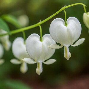 Pode incluir: Close-up de um grupo de flores brancas de coração sangrento. As flores em forma de coração pendem de um caule verde, com uma ponta amarela. O fundo é um verde suave e desfocado.