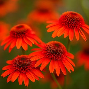 50 Moab Sunset Coneflower Seeds Echinacea Perennial Flower Garden Plant USA