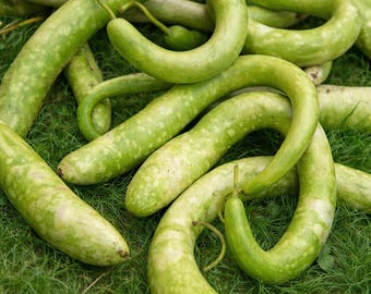 40 Snake Gourd Seeds - Long Asian Vegetable Gourd