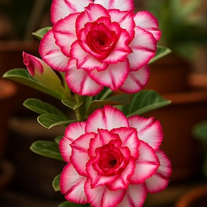 May include: A close-up shot of two desert rose flowers. The flowers display white petals with a vivid pink border, encircling a deep red centre. Green leaves and stems are visible, with a blurred background of other plants.