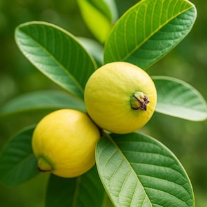 Lemon Guava 50 Seeds , Tropical Fruit Tree for Home Garden , Sweet Yellow Guava Variety , Organic Non GMO Seeds