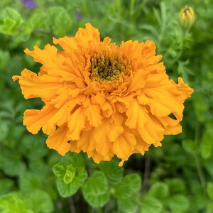 May include: A close-up of a vibrant orange marigold flower in full bloom. The flower has multiple layers of ruffled petals, with a dark green center. The background is blurred green foliage.