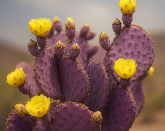 10 Purple Prickly Pear Cactus Seeds: Opuntia Santa Rita, Drought Tolerant