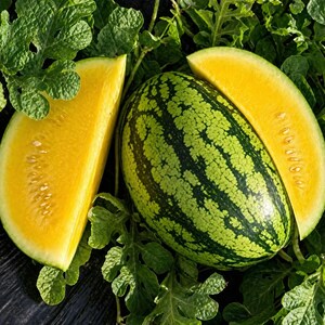 May include: A whole yellow watermelon with green stripes and two slices. The slices reveal the bright yellow flesh and black seeds. The fruit is surrounded by green leaves.