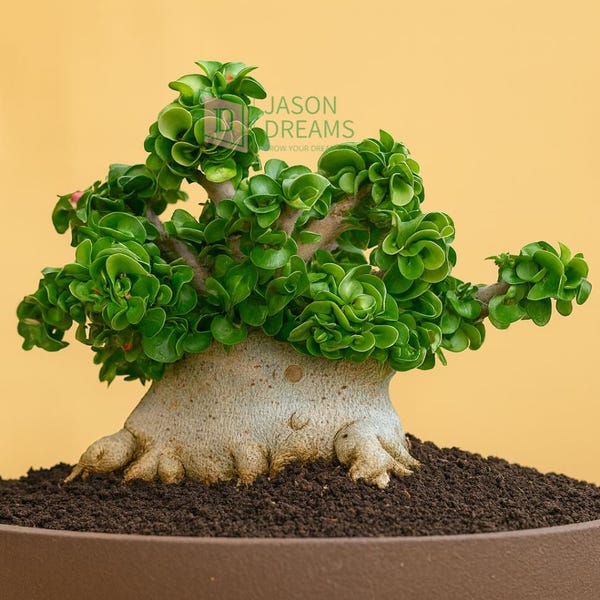 Dorset Horn Adenium 4 Seeds, Dwarf Desert Rose Tree Bonsai