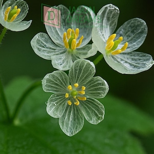 Peut inclure: Gros plan sur des fleurs blanches délicates avec des pétales translucides et des centres jaunes vifs. Les fleurs se détachent sur un fond de feuilles vertes luxuriantes, créant un contraste saisissant. L'image met en valeur les détails complexes des fleurs.
