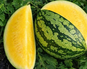 25 Seeds of Old Tme Tennessee Cantaloupe, Organcally Grown Large