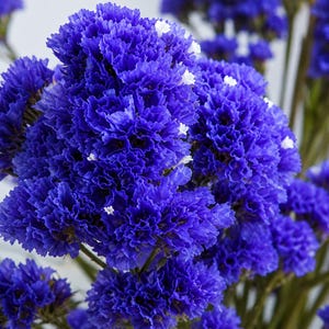 May include: Close-up of vibrant blue statice flowers with small white accents. The flowers have a textured, ruffled appearance and are clustered together. The image highlights the rich color and intricate details of the floral arrangement.