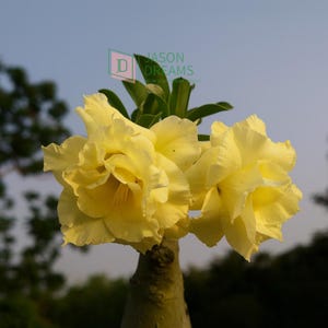 May include: Close-up of a cluster of pale yellow flowers with multiple ruffled petals. The flowers are in full bloom, with a few green leaves visible. The image has a soft focus background with the text "JASON DREAMS" in the upper right corner.