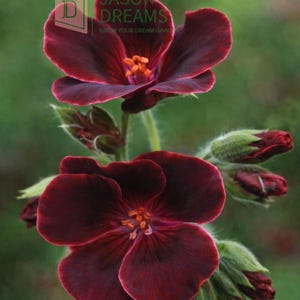 May include: Close-up of two dark burgundy geranium flowers with orange centers and green buds. The flowers have five petals each and are in full bloom. The background is a soft green.