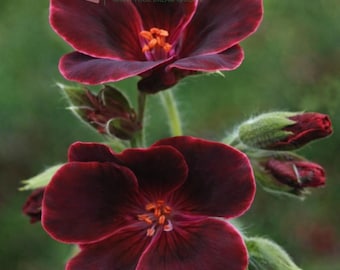 Blackish Red Geranium Seeds – 50 Pcs Dark Red Pelargonium Flower Seeds