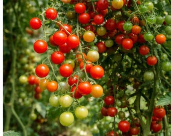 Sweet Pea Currant Tomato Seeds 120+ – Tiny Red Wild Tomatoes, Super Sweet Flavor