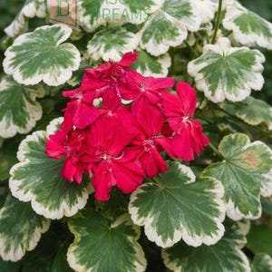 Puede incluir: Primer plano de una planta de geranio con flores rojas vibrantes y hojas verdes bordeadas de blanco. La imagen muestra el exuberante follaje de la planta y el llamativo contraste de colores, ideal para la decoración del jardín.