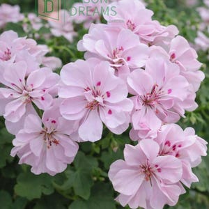 Light Pink White Double Geranium Seeds – 10 Pcs Pelargonium with Purple Spots