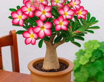 アデニウム タイ ソコトラナム 種子 ブラック カオ ヒン ゾン (KHZ